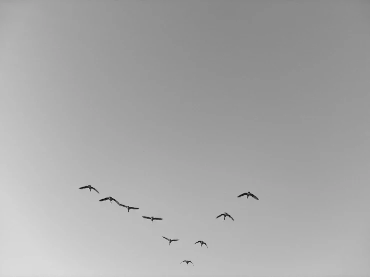 a flock of birds flying in the sky together