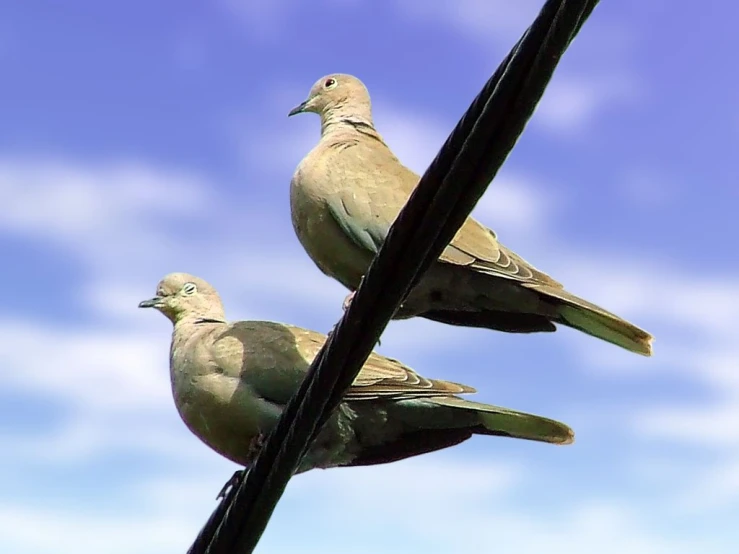 two gray birds are standing on a power line