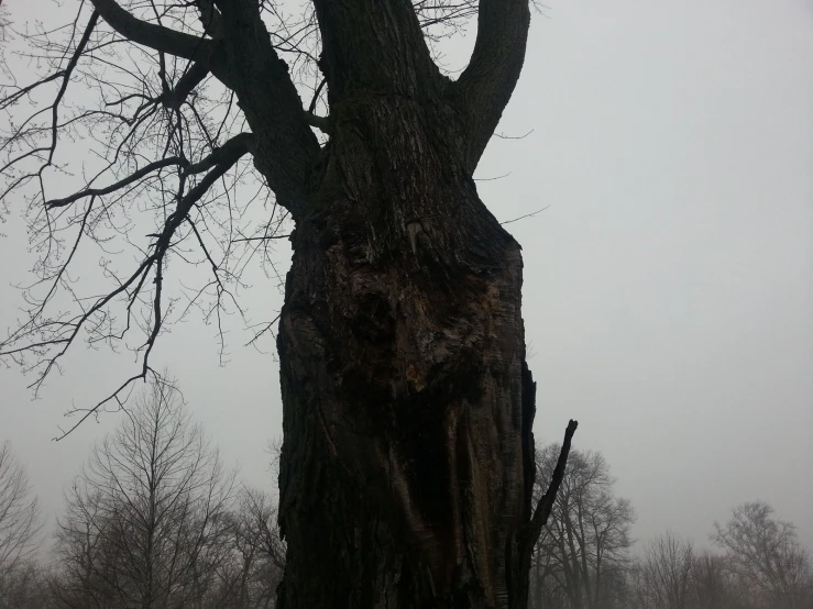 a large tree has the trunk sticking out from it