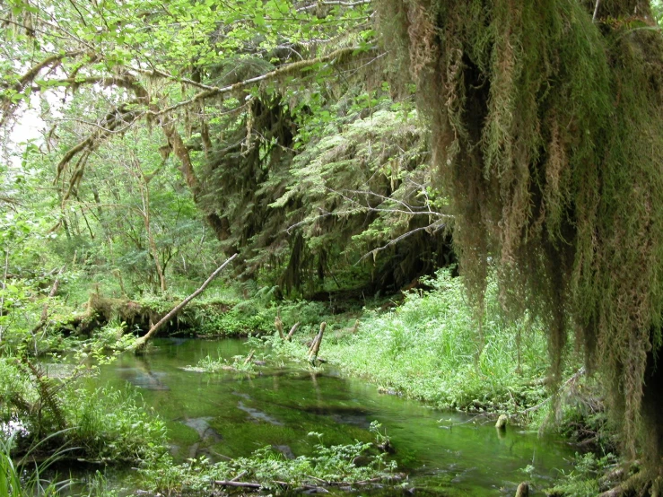 a stream is surrounded by moss and trees