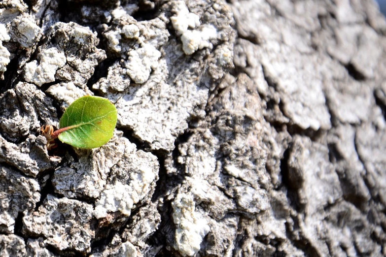 a leaf on the bark of a tree