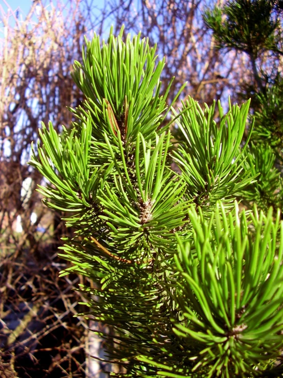 a pine tree in front of a fence
