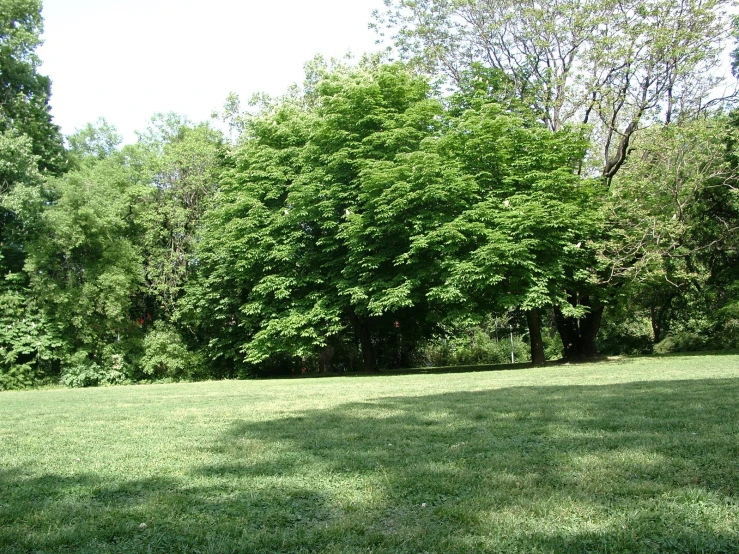 a view of the ground and trees from near by
