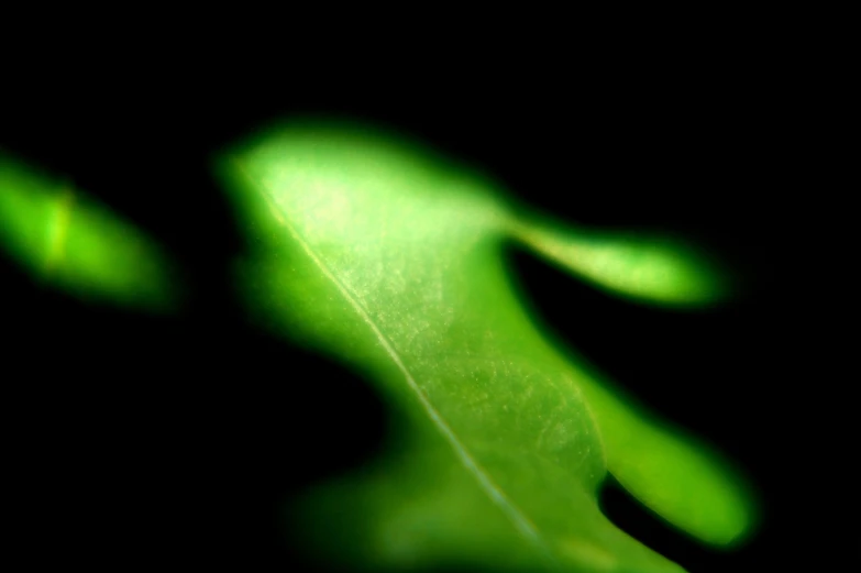 the light is reflecting off of a leaf