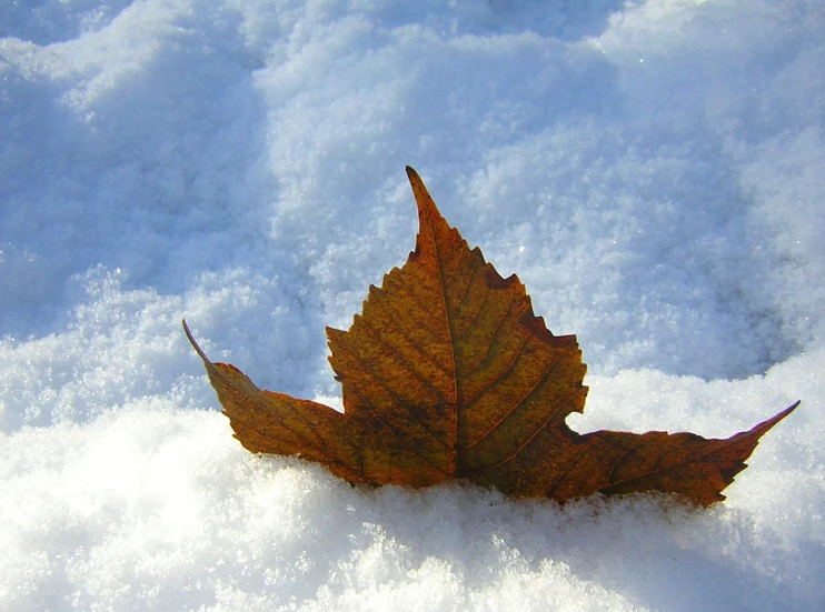 a single autumn leaf lying on a pile of snow