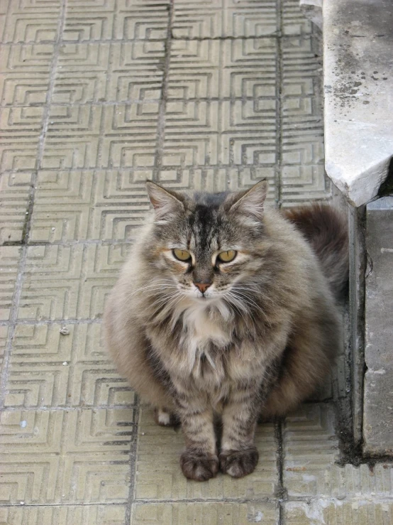 a large fluffy cat sitting on a stone pathway