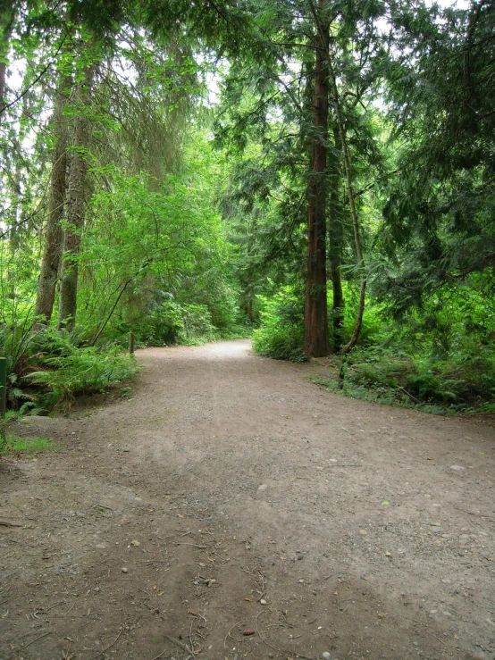 the path through the forest is completely paved