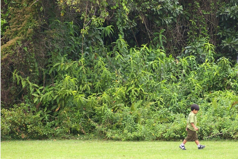 a boy playing catch in front of some tall trees