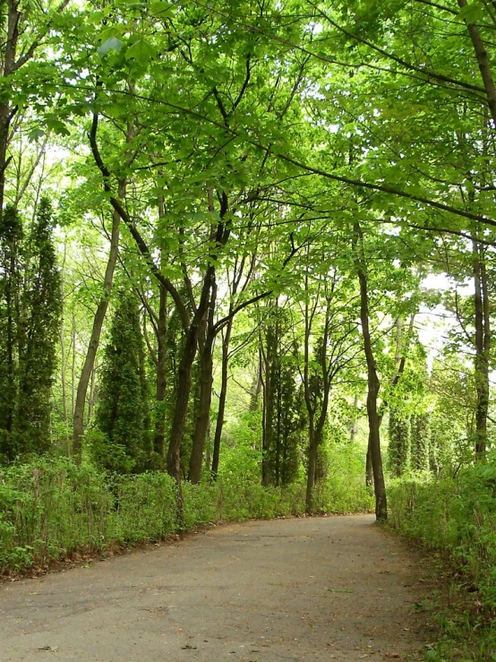 a dirt road with trees and bushes on both sides