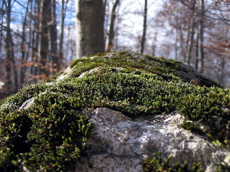 green moss on a rock in the forest