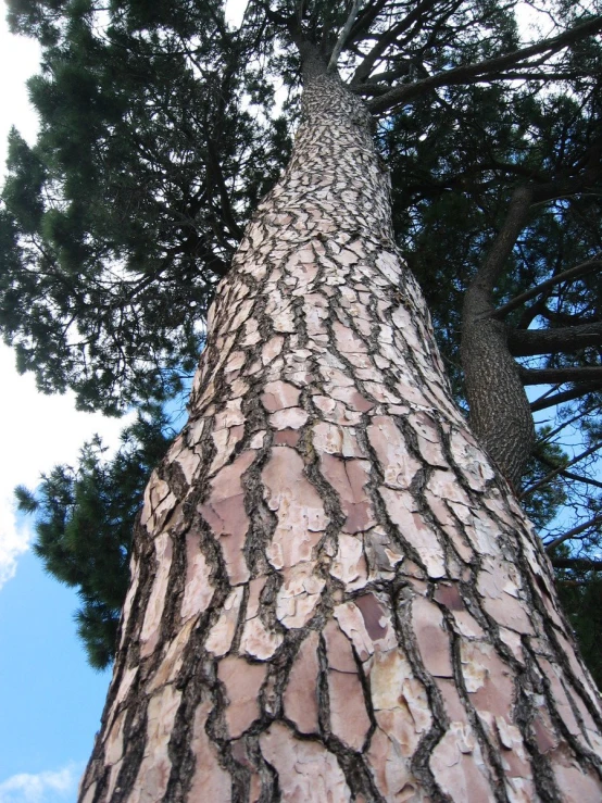 the bottom of an enormous tree showing the bark and nches
