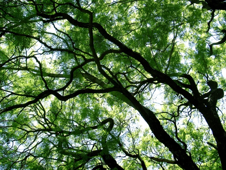 a view through the nches of trees from below