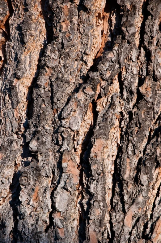 close up of a large tree's bark and brown bark