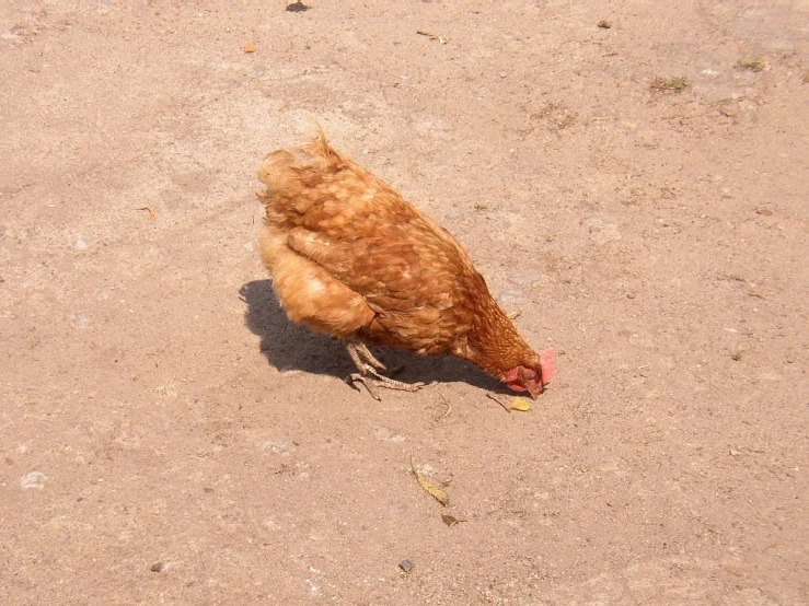 a chicken is standing alone on a sandy area