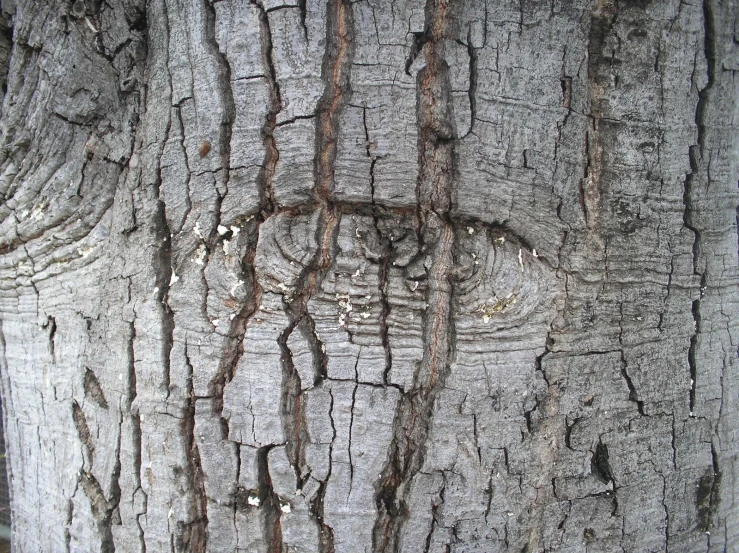 the bark of an old tree with peeling and grafted