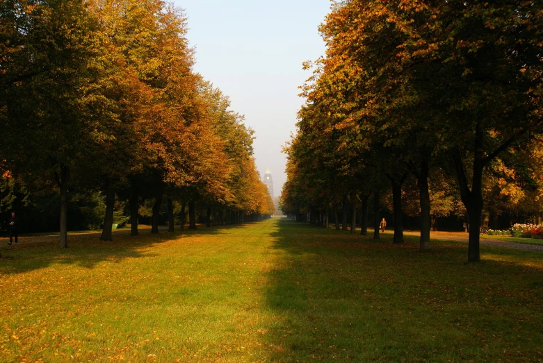 a long line of trees with green grass