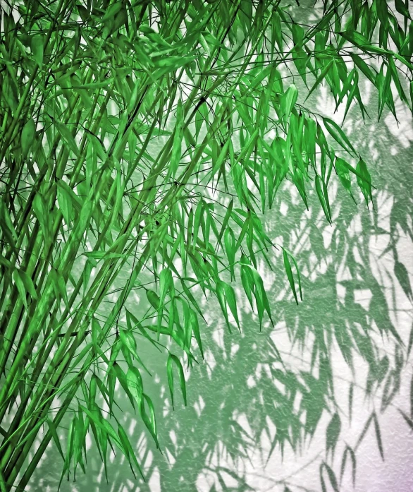 some bamboo leaves and the shadows of it