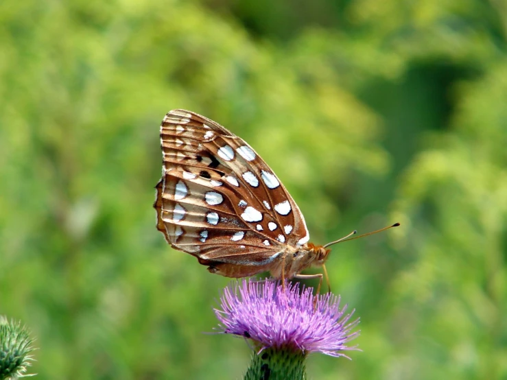 erfly on small purple flower in outdoor environment