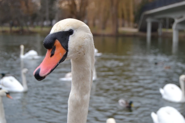 the head and neck of a swan near a pond