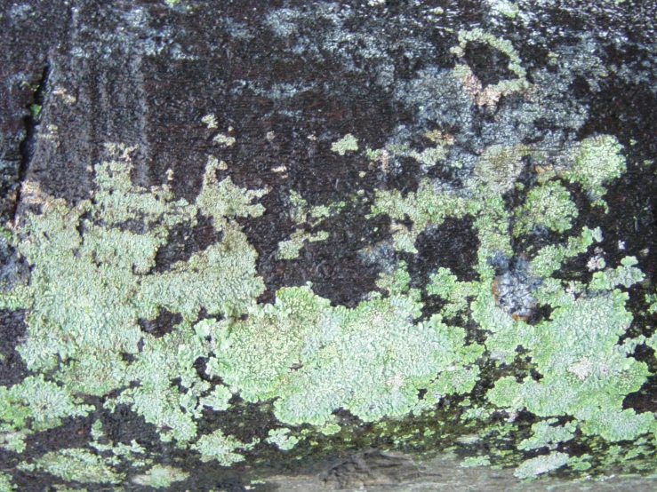 green and brown algae growing on rock wall