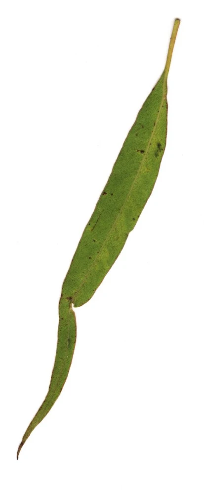 a long leaf of a plant on top of a table