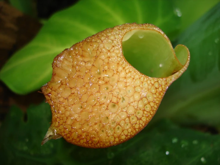 a pitcher of water is attached to some plants