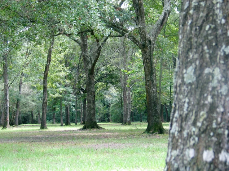 a lot of trees that are in the grass