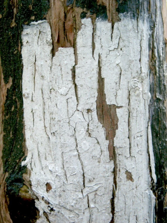 a close up of the peeling paint on a tree