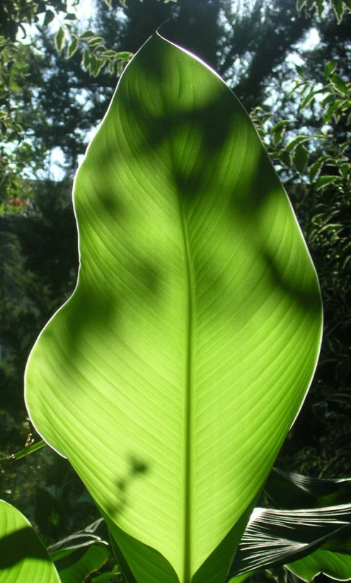 a green plant's long pointed leaf is the focal point