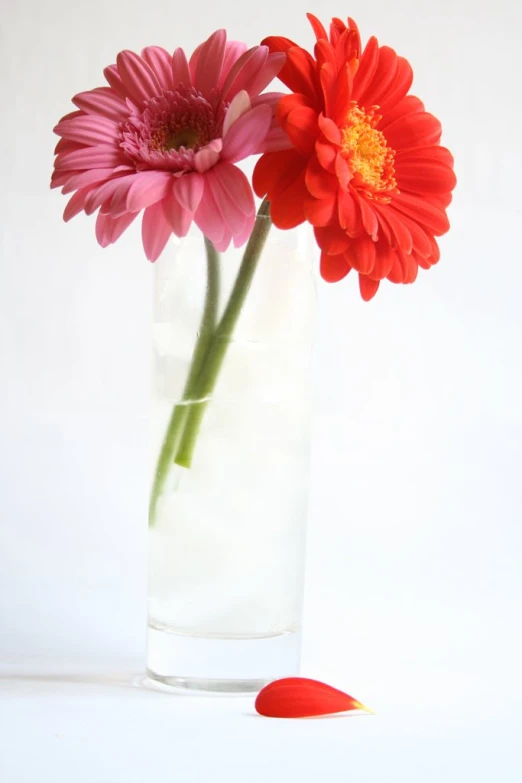 a red and pink flower are sitting in a glass