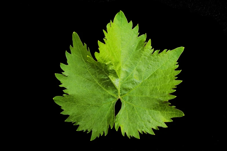 a close up image of a leaf on a black background