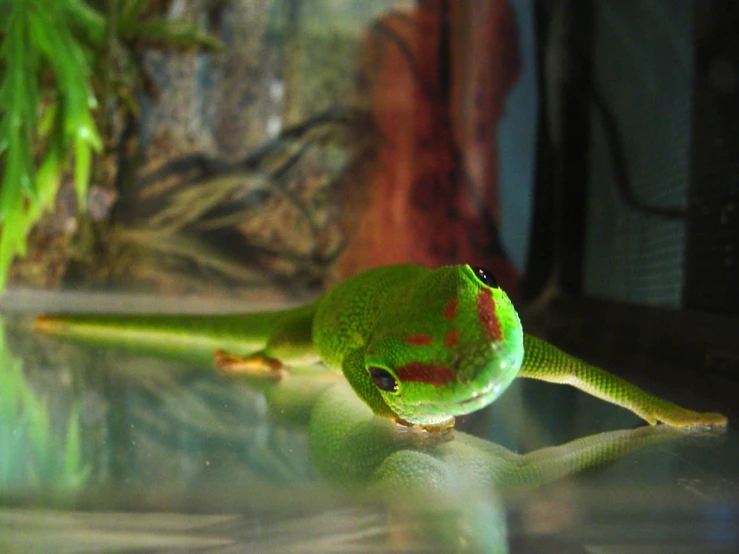 a green and red lizard that is laying down