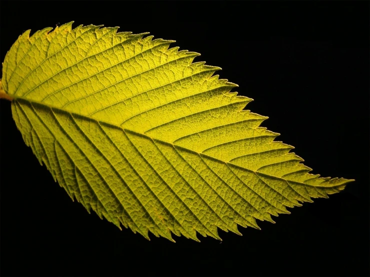 a leaf is shown on black background