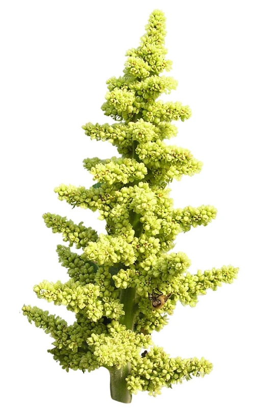 a green plant in a vase filled with water