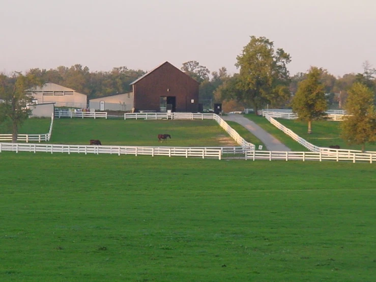 a big field with some animals in it