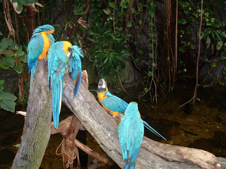 a group of colorful birds are sitting on a nch