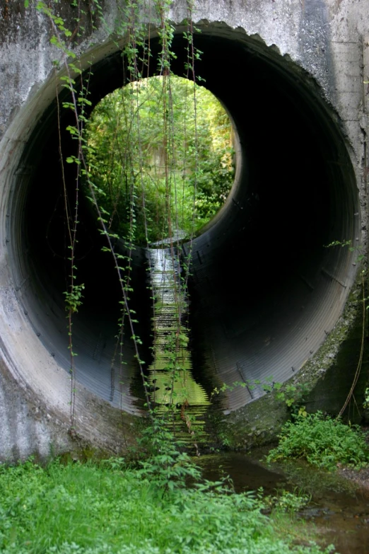 some plants growing around a drainage pipe