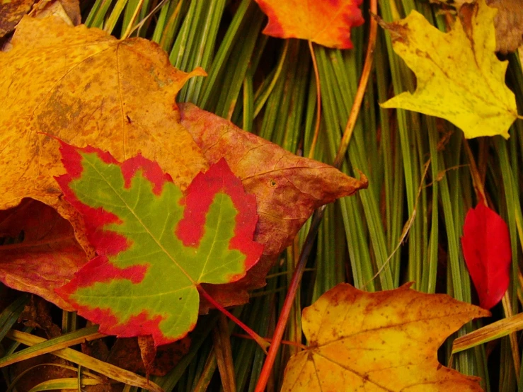 a group of multi - colored leaves that are laying on the ground