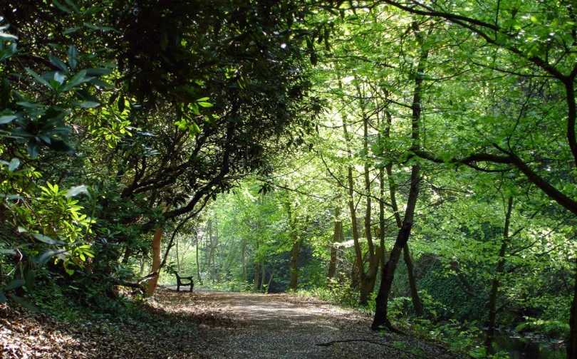 a dirt road through the middle of a forest filled with trees