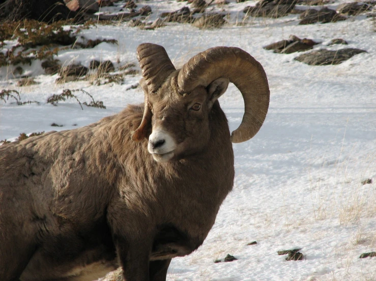 a horned animal in the snow on a hill