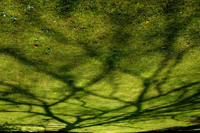 a grassy area with shadow of trees on it