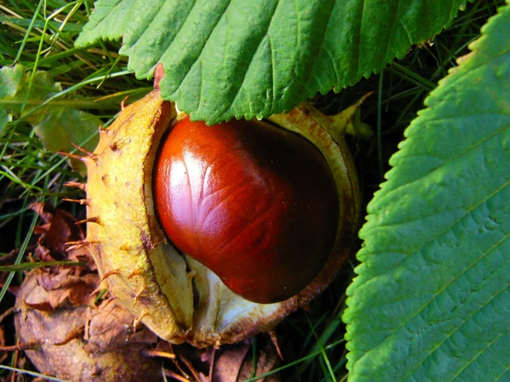 there is an object on the ground among leaves