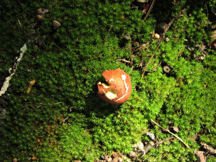 a mushroom sits on the ground surrounded by green moss