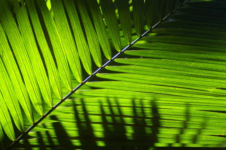 a banana leaf with the shadow of another tree in the back ground