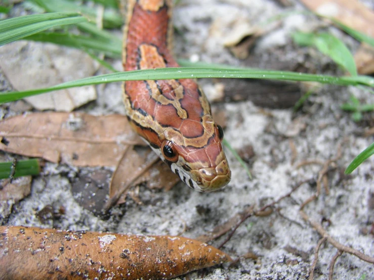 a red and yellow snake on the ground