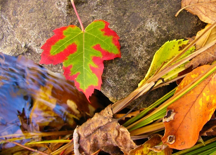 a colorful leaf lays on the ground of some rocks