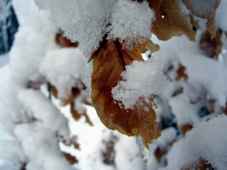 leaves covered with ice and snow on trees
