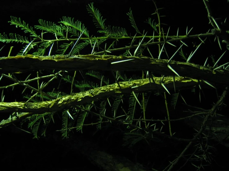 a plant with moss in the night sky