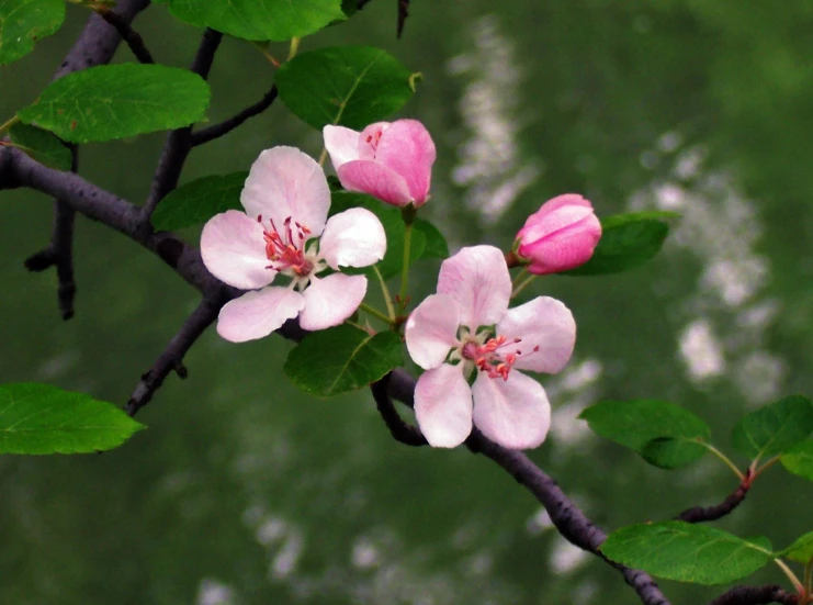 pink flowers on a nch with green leaves