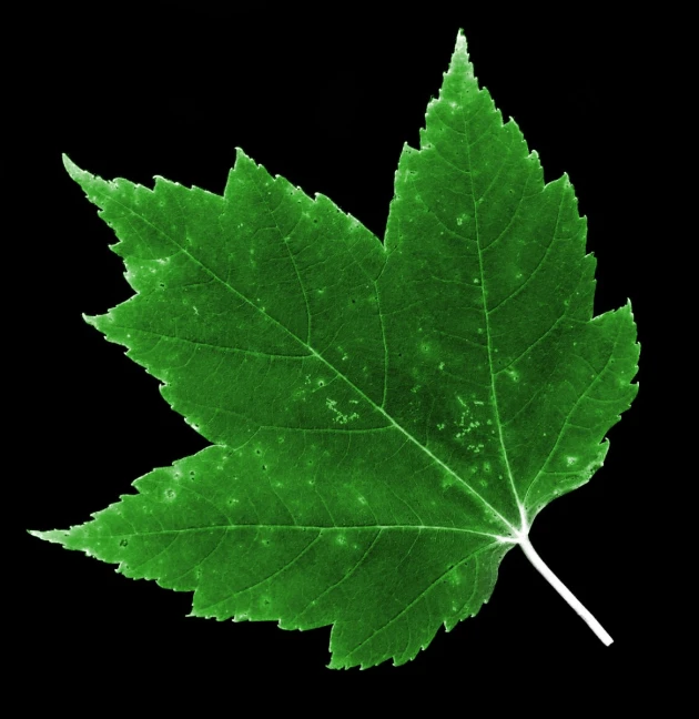 a green leaf is shown against a black background